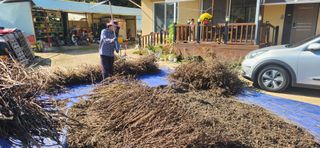 임규성님의 들깨 · 영농일지 작성글 사진