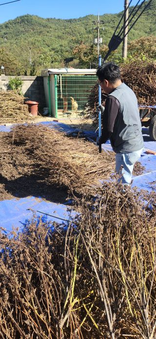 임규성님의 들깨 · 영농일지 작성글 사진