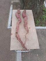 팜모닝 자유주제·자유게시판 게시글 이미지