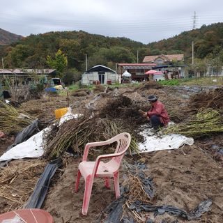 시민농장님의 들깨 · 영농일지 작성글 사진