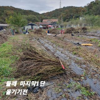 시민농장님의 들깨 · 영농일지 작성글 사진