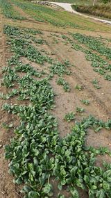 팜모닝 시금치·영농일지 게시글 이미지