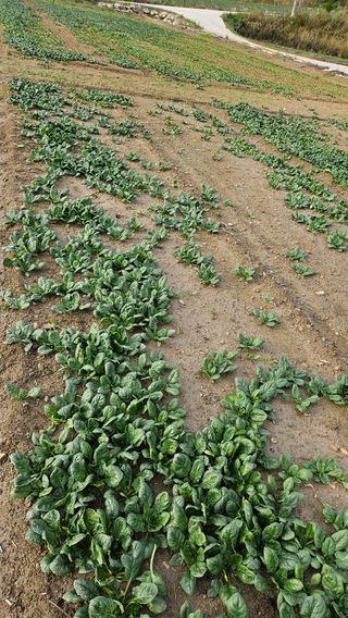 도초이삭님의 시금치 · 영농일지 작성글 사진