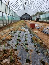 팜모닝 양파·영농일지 게시글 이미지