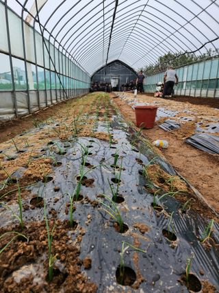 이창우님의 양파 · 영농일지 작성글 사진