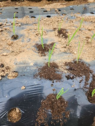 이창우님의 양파 · 영농일지 작성글 사진