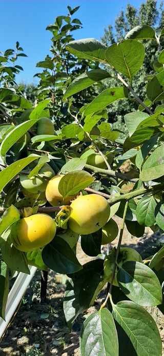 김호규님의 자유주제 · 자유게시판 작성글 사진