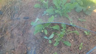 조미숙님의 양배추 · 영농일지 작성글 사진