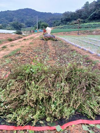 결단이님의 들깨 · 영농일지 작성글 사진