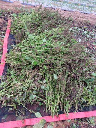 결단이님의 들깨 · 영농일지 작성글 사진