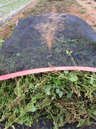 결단이님의 들깨 · 영농일지 작성글 사진