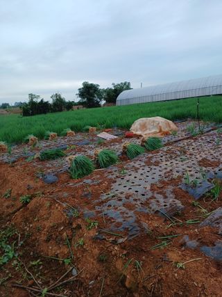 결단이님의 들깨 · 영농일지 작성글 사진