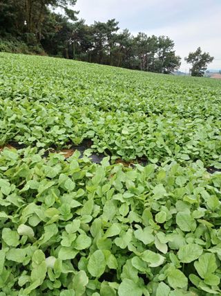 결단이님의 들깨 · 영농일지 작성글 사진