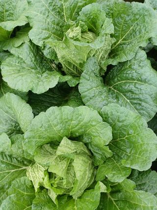 결단이님의 들깨 · 영농일지 작성글 사진