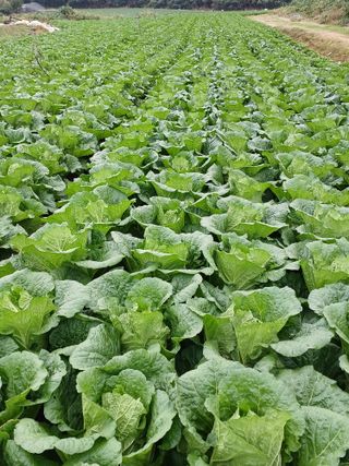 결단이님의 들깨 · 영농일지 작성글 사진