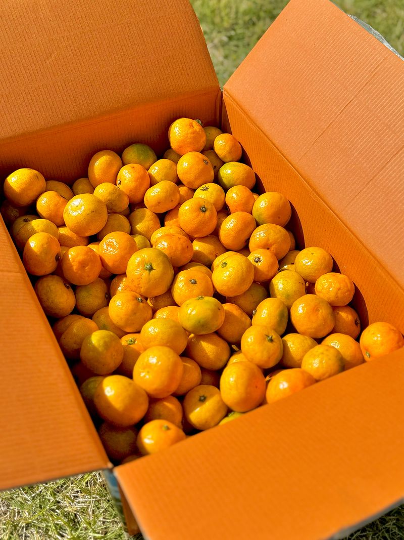 농부손녀님의 장터 판매 상품 [작을수록 찐한 꼬마귤] 첨부 사진