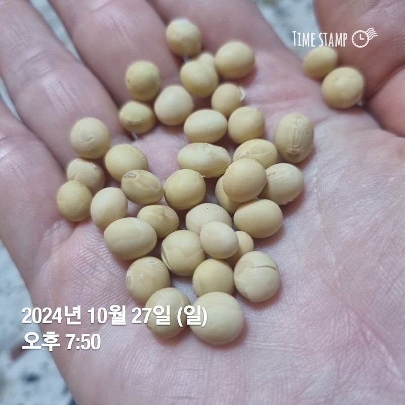 장터 상품 [메주콩 20kg] 썸네일