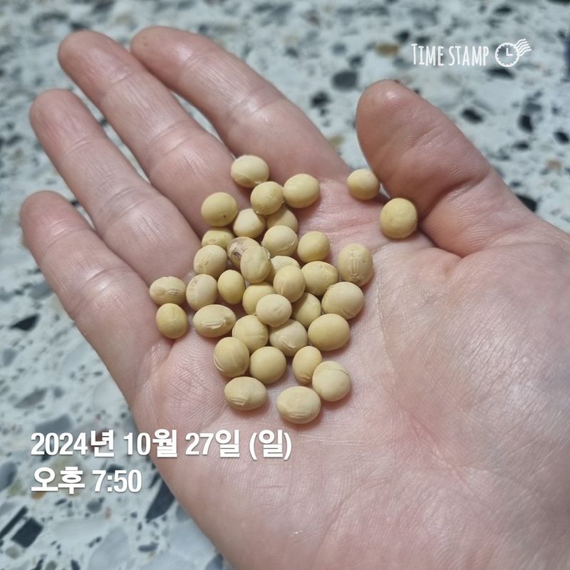 민들레님의 장터 판매 상품 [메주콩 20kg] 첨부 사진