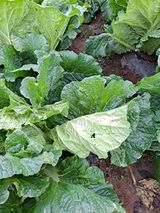 팜모닝 농사, 무엇이든 물어보세요!·참여글 게시글 이미지