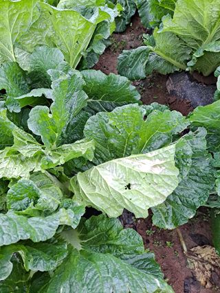 보헤미안님의 농사, 무엇이든 물어보세요! · 참여글 작성글 사진