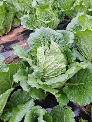 보헤미안님의 농사, 무엇이든 물어보세요! · 참여글 작성글 사진