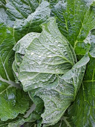 보헤미안님의 농사, 무엇이든 물어보세요! · 참여글 작성글 사진