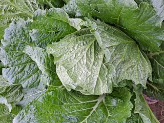 보헤미안님의 농사, 무엇이든 물어보세요! · 참여글 작성글 사진