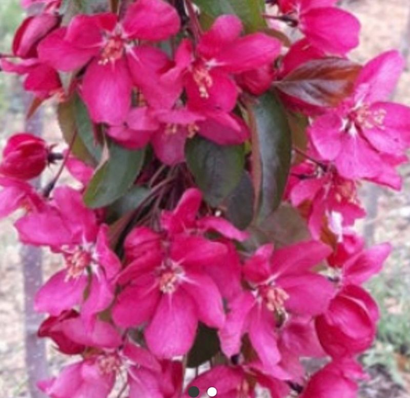 장터 상품 [수양꽃사과 접목1년생 묘목] 썸네일