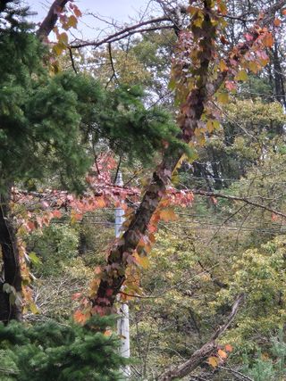 기중권님의 우리동네 가을단풍 자랑하기 · 참여글 작성글 사진