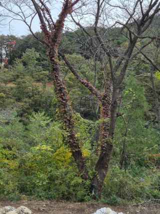 기중권님의 우리동네 가을단풍 자랑하기 · 참여글 작성글 사진