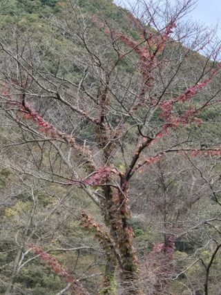 기중권님의 우리동네 가을단풍 자랑하기 · 참여글 작성글 사진