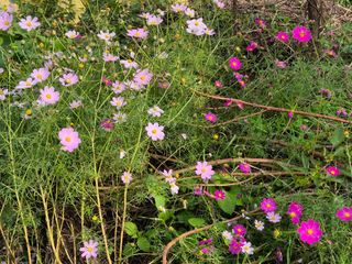 기중권님의 우리동네 가을단풍 자랑하기 · 참여글 작성글 사진