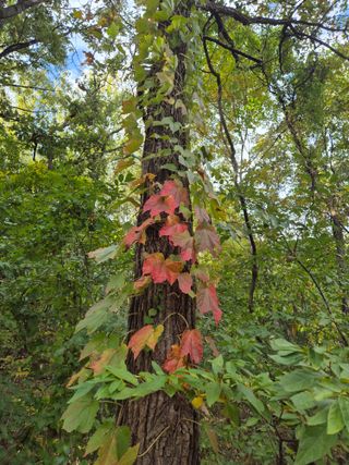 기중권님의 우리동네 가을단풍 자랑하기 · 참여글 작성글 사진