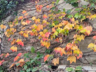 기중권님의 우리동네 가을단풍 자랑하기 · 참여글 작성글 사진