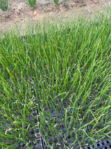 팜모닝 양파·병해충상담 게시글 이미지