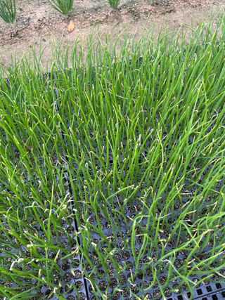 최성진님의 양파 · 병해충상담 작성글 사진