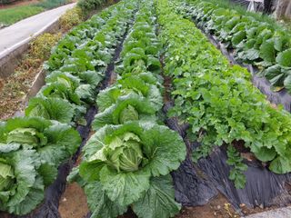 양김정숙님의 배추 · 영농일지 작성글 사진