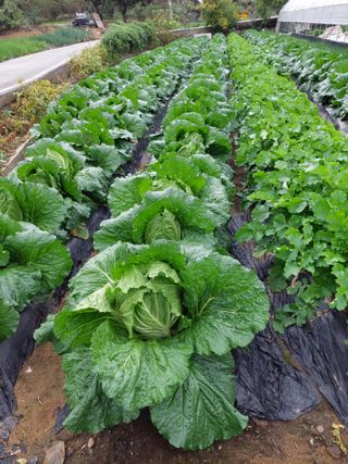 양김정숙님의 배추 · 영농일지 작성글 사진