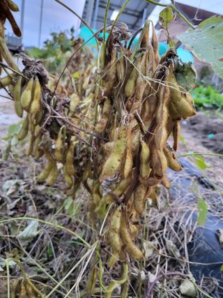 박순례님의 콩 · 영농일지 작성글 사진