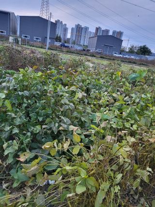 박순례님의 콩 · 영농일지 작성글 사진