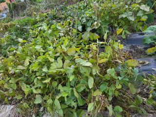 박순례님의 콩 · 영농일지 작성글 사진