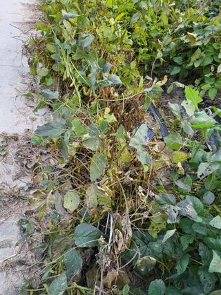 박순례님의 콩 · 영농일지 작성글 사진