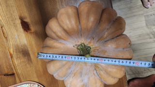 소망이님의 호박 · 영농일지 작성글 사진