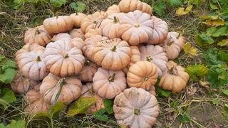 소망이님의 호박 · 영농일지 작성글 사진