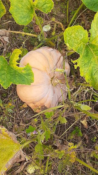 소망이님의 호박 · 영농일지 작성글 사진