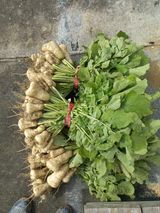 팜모닝 기타작물·영농일지 게시글 이미지