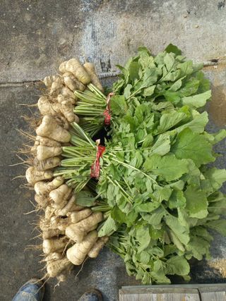 손종철님의 기타작물 · 영농일지 작성글 사진