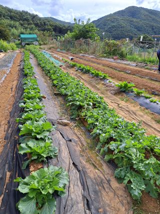 권찬훈님의 배추 · 영농일지 작성글 사진