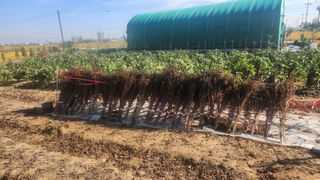 최인섭님의 들깨 · 영농일지 작성글 사진