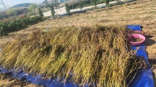 최인섭님의 들깨 · 영농일지 작성글 사진